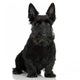 Scottish Terrier Wall Decal