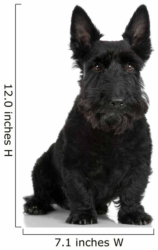 Scottish Terrier Wall Decal