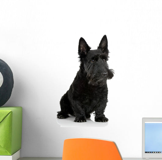 Scottish Terrier in front of a white background Wall Decal