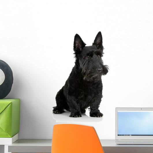 Scottish Terrier in front of a white background Wall Decal