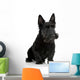 Scottish Terrier in front of a white background Wall Decal