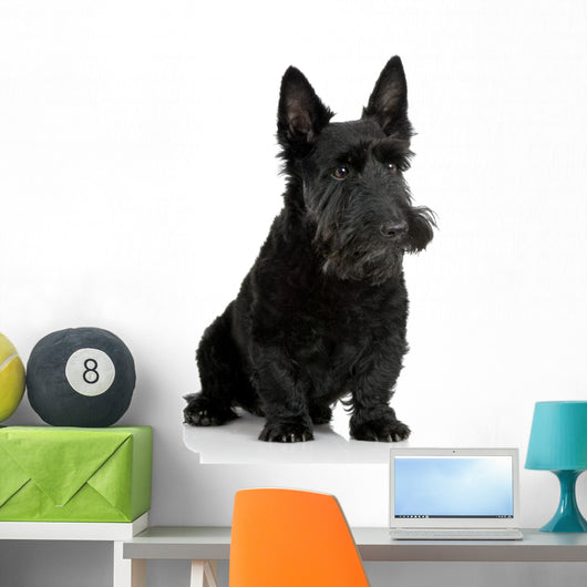 Scottish Terrier in front of a white background Wall Decal