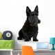 Scottish Terrier in front of a white background Wall Decal
