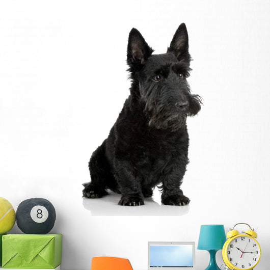 Scottish Terrier in front of a white background Wall Decal