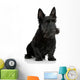 Scottish Terrier in front of a white background Wall Decal