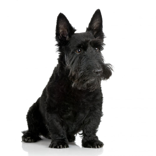 Scottish Terrier in front of a white background Wall Decal
