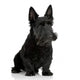 Scottish Terrier in front of a white background Wall Decal
