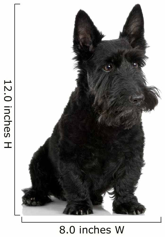 Scottish Terrier in front of a white background Wall Decal