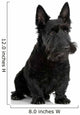 Scottish Terrier in front of a white background Wall Decal