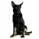 Juvenile German Shepherd Wall Decal