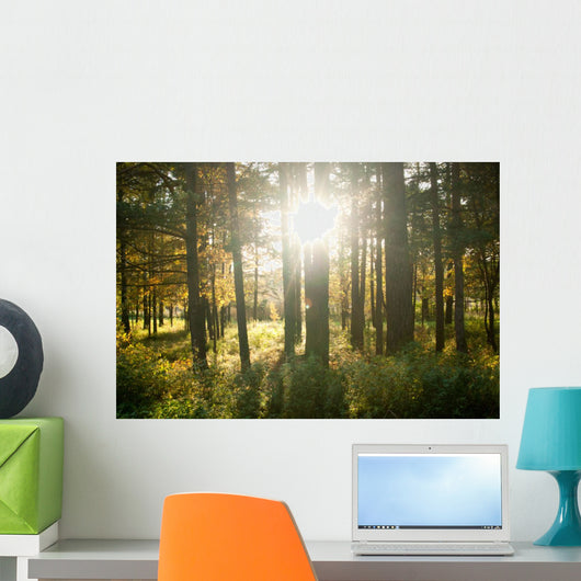 Forest Wall Mural
