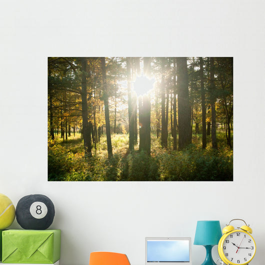 Forest Wall Mural