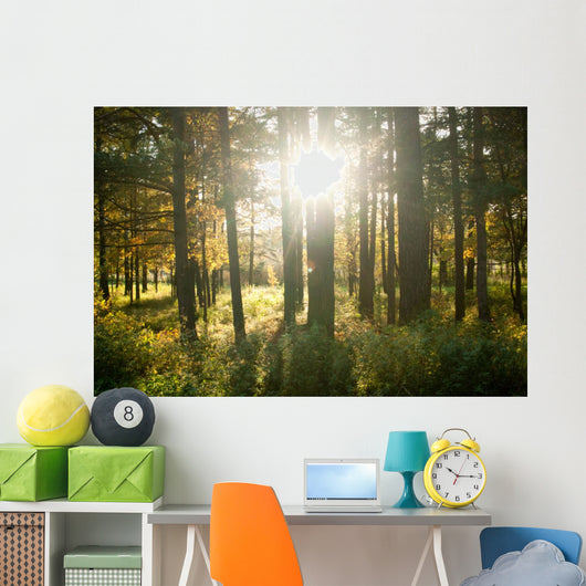 Forest Wall Mural