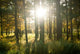 Forest Wall Mural