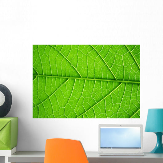 Structure Living Leaf Visible