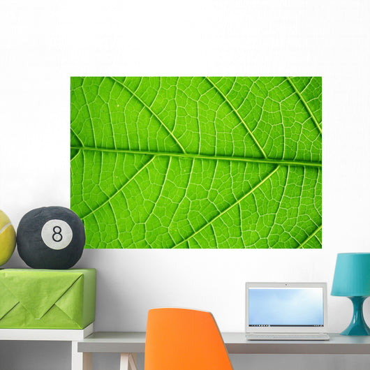 Structure Living Leaf Visible