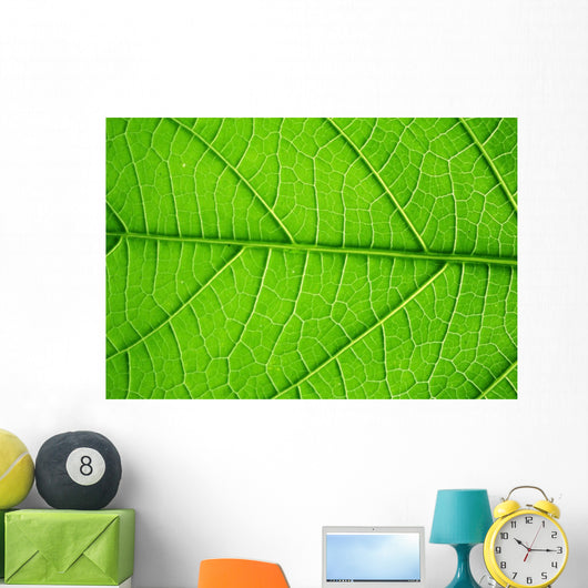 Structure Living Leaf Visible