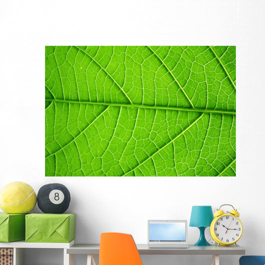 Structure Living Leaf Visible