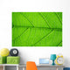 Structure Living Leaf Visible
