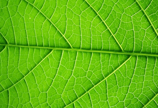Structure Living Leaf Visible