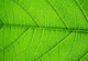 Structure Living Leaf Visible