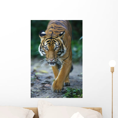 Malayan Tiger Wall Decal shown on a wall