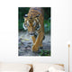 Malayan Tiger Wall Decal