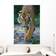 Malayan Tiger Wall Decal