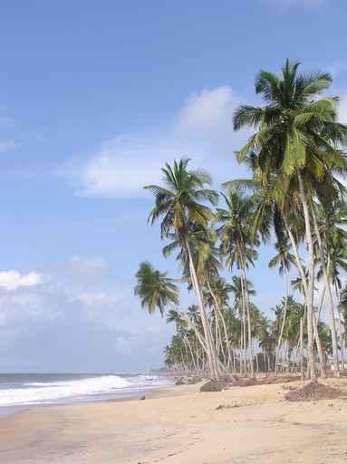 Palms Ghanian Shore Wall Decal