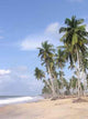 Palms Ghanian Shore Wall Decal