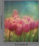 Grungy Tulips