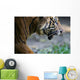 Malayan Tiger Wall Mural