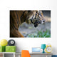 Malayan Tiger Wall Mural