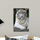 White Tiger Wall Mural