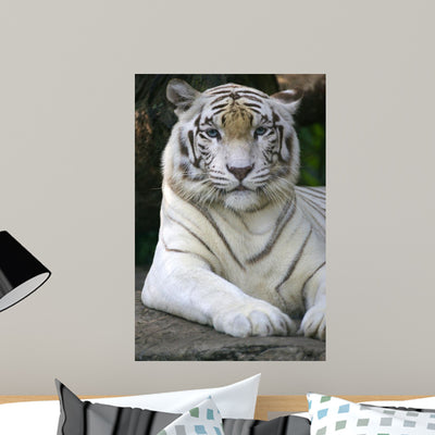 White Tiger Wall Mural shown on a wall
