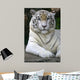 White Tiger Wall Mural