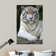 White Tiger Wall Mural