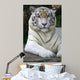 White Tiger Wall Mural