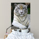 White Tiger Wall Mural