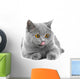 British Blue Kitten White Wall Decal