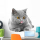 British Blue Kitten White Wall Decal