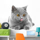 British Blue Kitten White Wall Decal