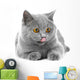 British Blue Kitten White Wall Decal