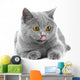 British Blue Kitten White Wall Decal