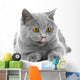 British Blue Kitten White Wall Decal