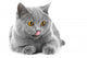 British Blue Kitten White Wall Decal
