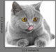 British Blue Kitten White Wall Decal