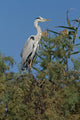 Ash Heron Wall Mural