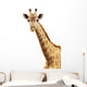 Giraffe portrait Wall Decal