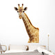 Giraffe portrait Wall Decal